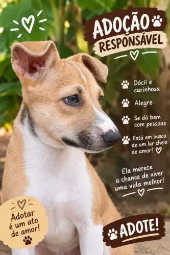 Doação de cachorro fêmea