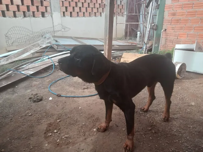 Doação de rottweiler....wats *