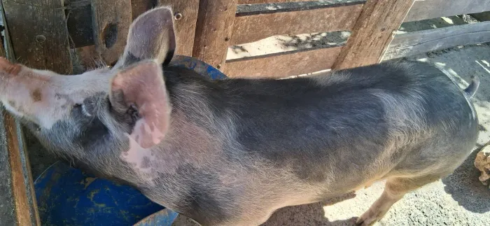 Vende se casal de porcos  pietran 