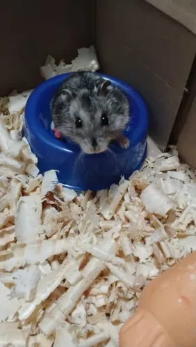 Hamster russo