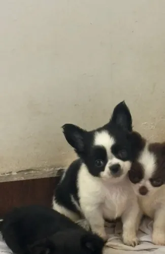 Chihuahua pelo longo