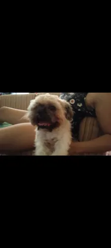 Doa-se cachorro