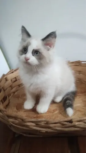 Fêmea ragdoll