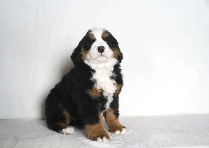 Bernese Mountain Dog,Bernese Mountain Dog Filhote Disponível Entrega Facilitada