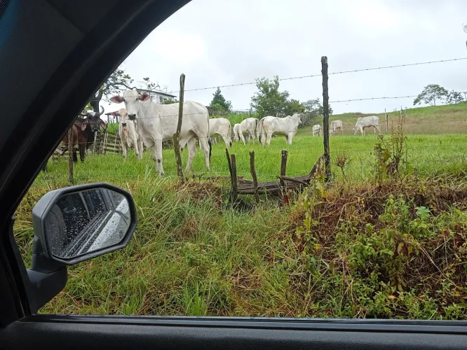 Vendo gado