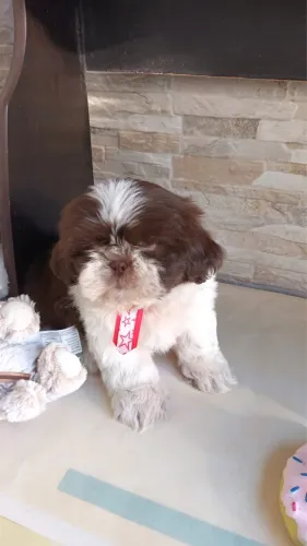 Filhote de shih tzu