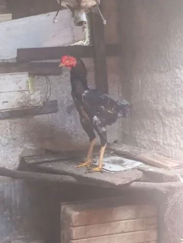 Galo índio gigante  e galinhas 