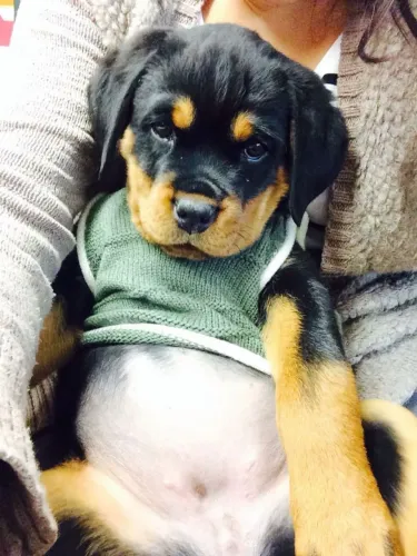 Rottweiler Seu futuro doguinho está aqui