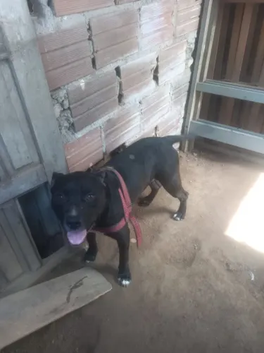 Doando o Cão Hércules