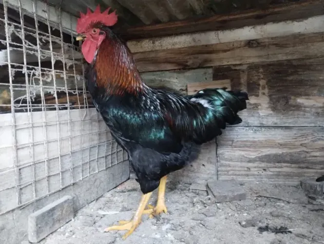 galo