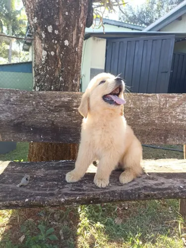 Filhotes de Golden
