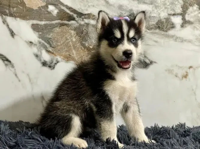 Husky Siberiano,Husky Siberiano Filhote Vacinado e Vermifugado