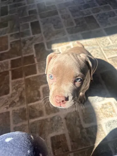 Vendo filhote de american bully