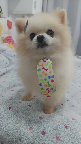 Spitz Alemão fêmea