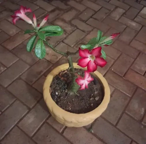 Vendo plantas vou mudar n? tem como levar