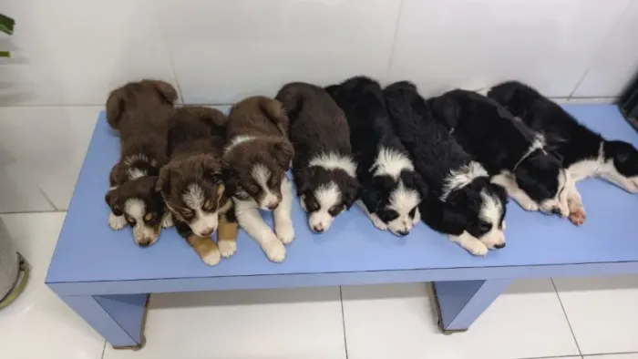 Border Collie ? filhotes machos marrons e preto e branco