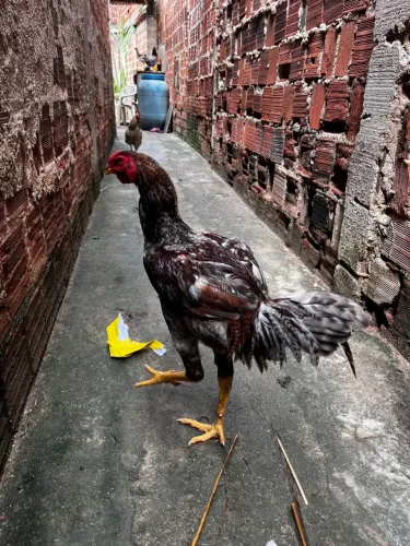 Pinto índio gigante 