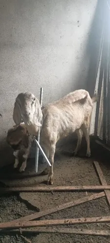CABRA PARIDA