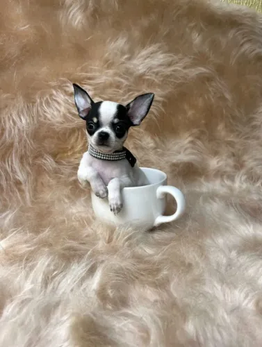 Chihuahua mini idade 4 meses 