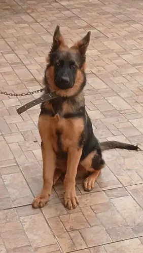 ESTOU DOANDO CACHORRO DA RAÇA PASTOR ALEMÃO
