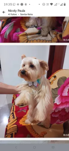 Vende se um lindo  machinho 