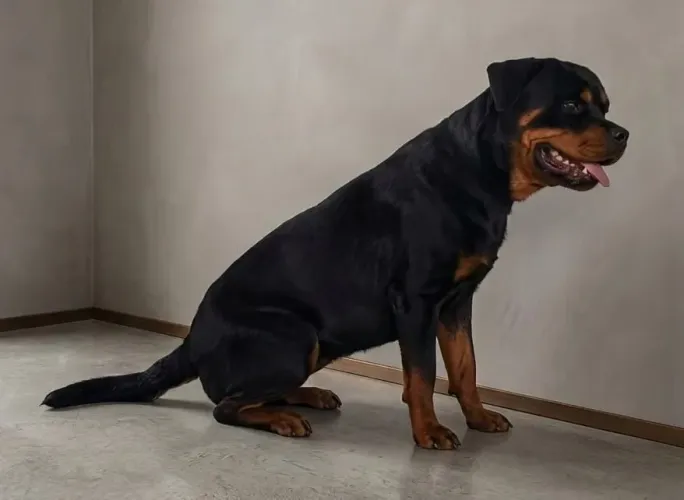 Rottweiler