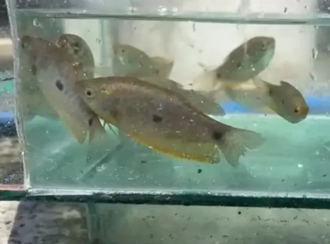 Peixe ornamental