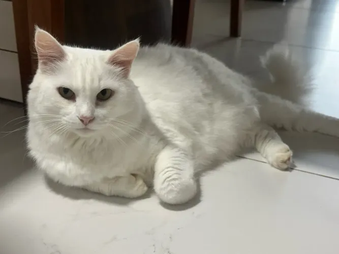 Doação de gato