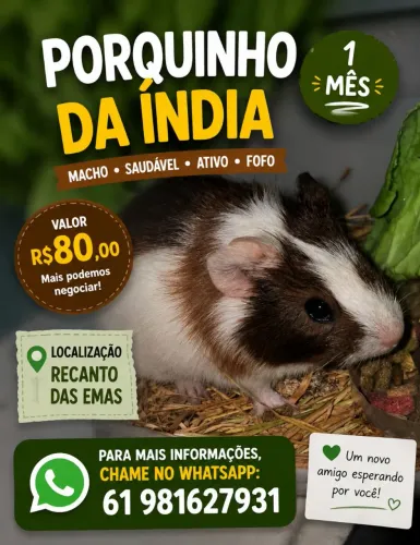 ? Filhote de Porquinho da Índia com 1 Mês ?