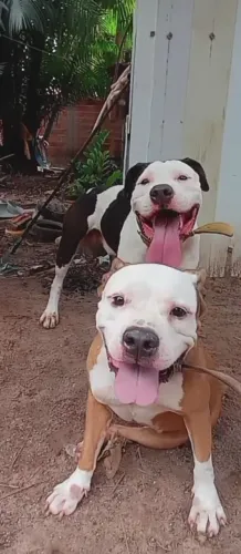 Filhotes de American Pit Bull Terrier