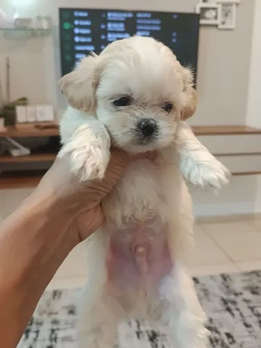 Lindos filhotes disponível ?