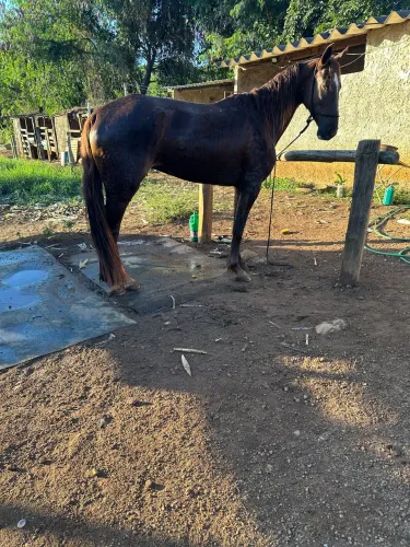 Égua mangalarga paulista