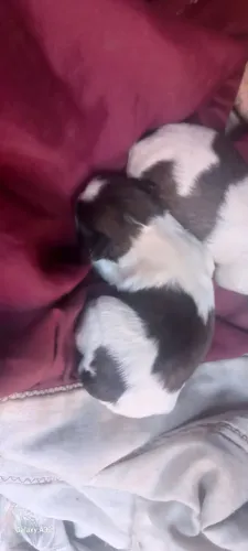 Filhotes shiatsu