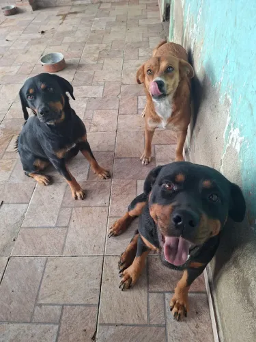 Filhotes Rottweiler com Fila