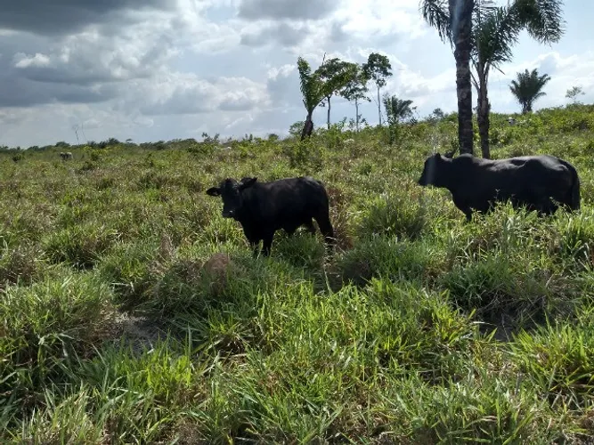 Fazenda 400 hectares por R$4.3 milhões no Pará pra gado 