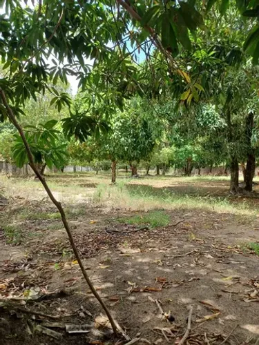 Vendo Sitio em Riacho Doce