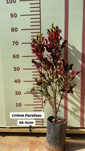 Muda de Cróton Parafuso
