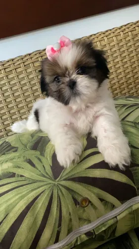 Lhasa Apso O Companheiro Perfeito para Quem Ama Diversão