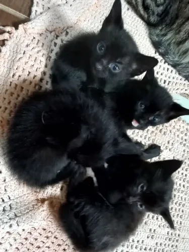 Animais de estimação 