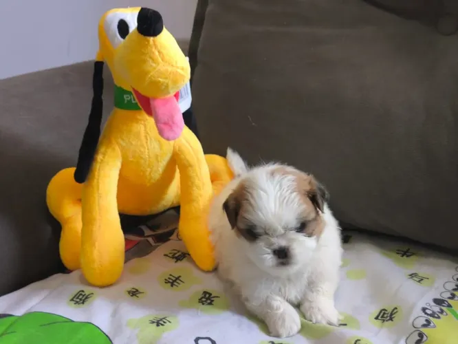 Shih Tzu Macho com pedigree e vacina em 10x, entregamos abc e Sp 