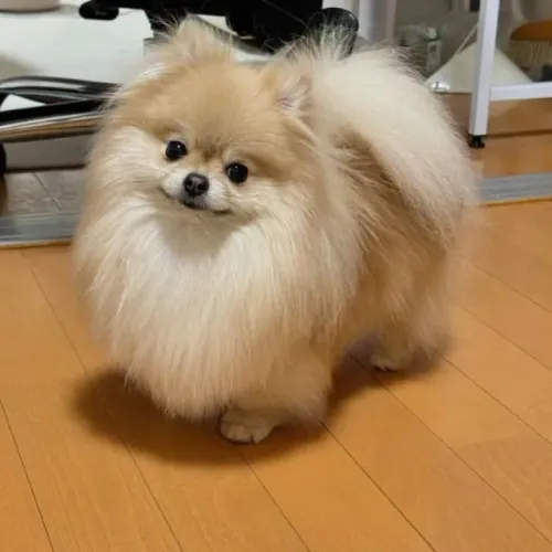 Filhotes de Spitz Almeão | Amor peludo à sua espera.