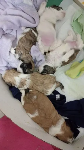 Doação Filhote Shih Tzu