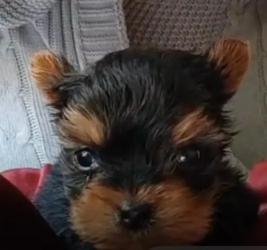 Yorkshire preto e canela micro