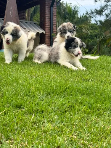 Border Collie filhotes