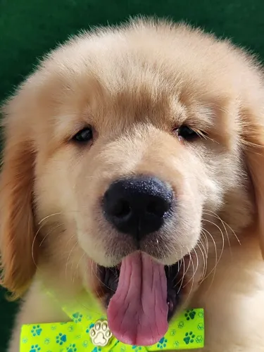 Lindos filhotes Golden Retriever 