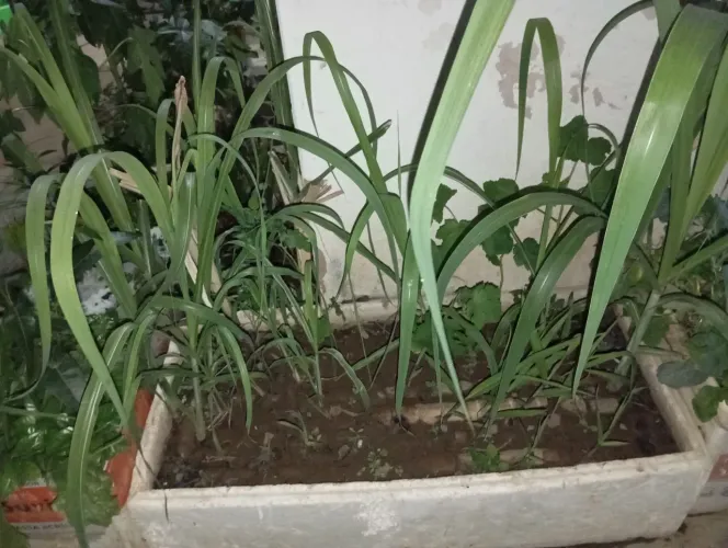 Cana Caiana de Quintal 