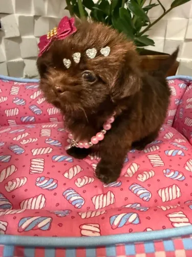 Shih-Tzu: Encontre o Filhote Macho Preto ou Fêmea Creme Ideal para Você!