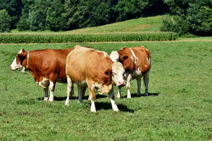 Fazenda 1.000 x 3.400  BR 174 km 168   800.000
