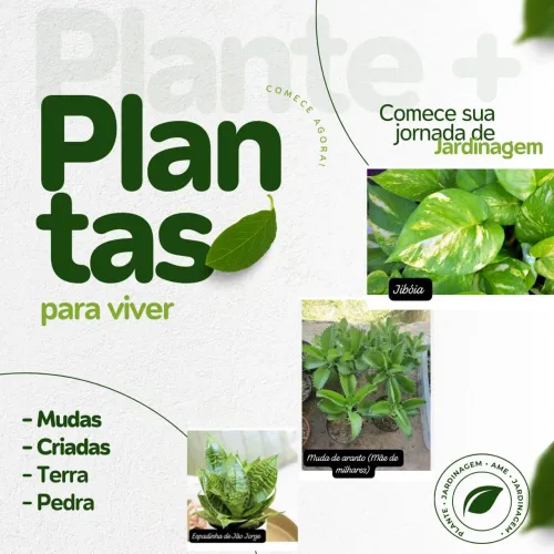 Comece sua jornada de jardinagem agora com nossas mudas e plantas!