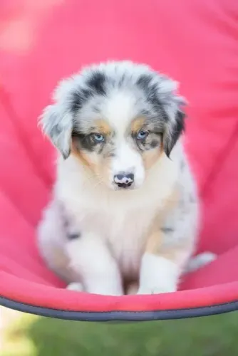 Border Collie: O Segredo para uma Vida Mais Feliz!